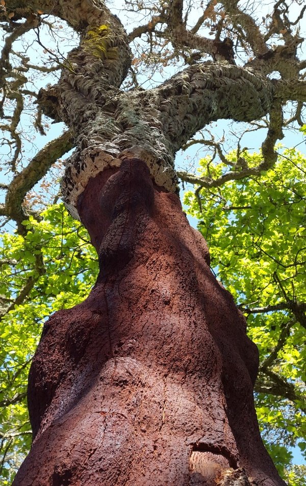 A tree with a red bark

Description automatically generated