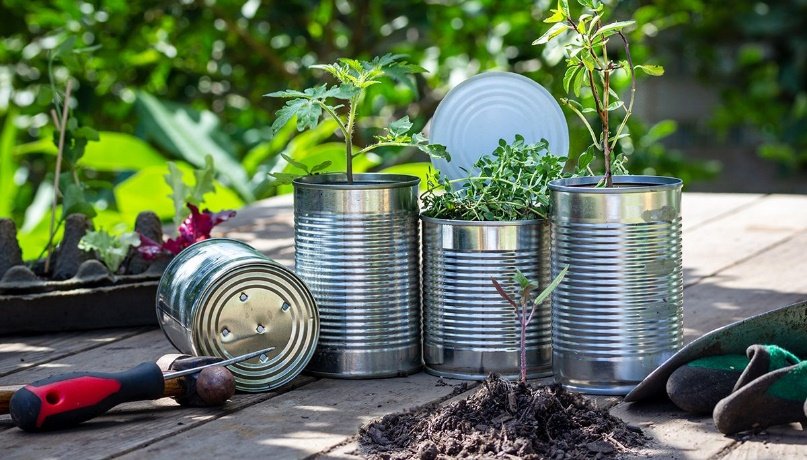 A group of cans with plants in them

Description automatically generated