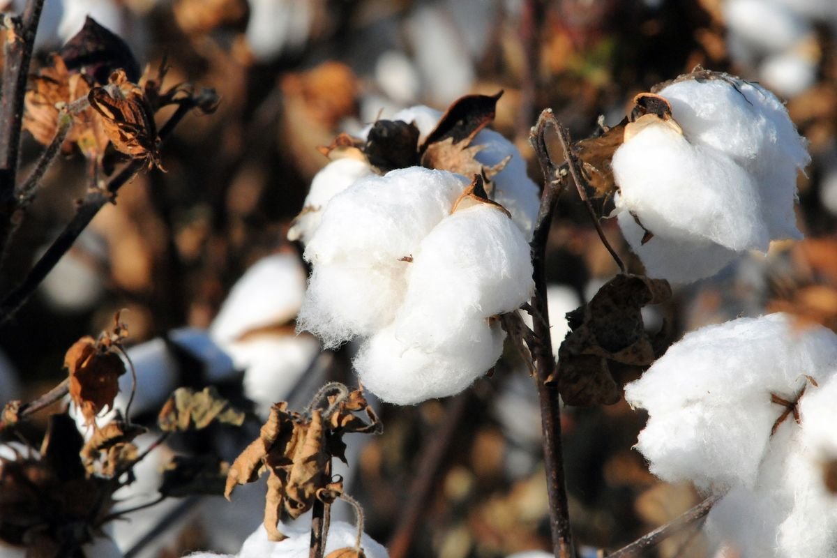 Close-up of a cotton plant

Description automatically generated