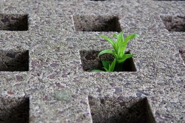 A plant growing through a hole in a stone surface

Description automatically generated