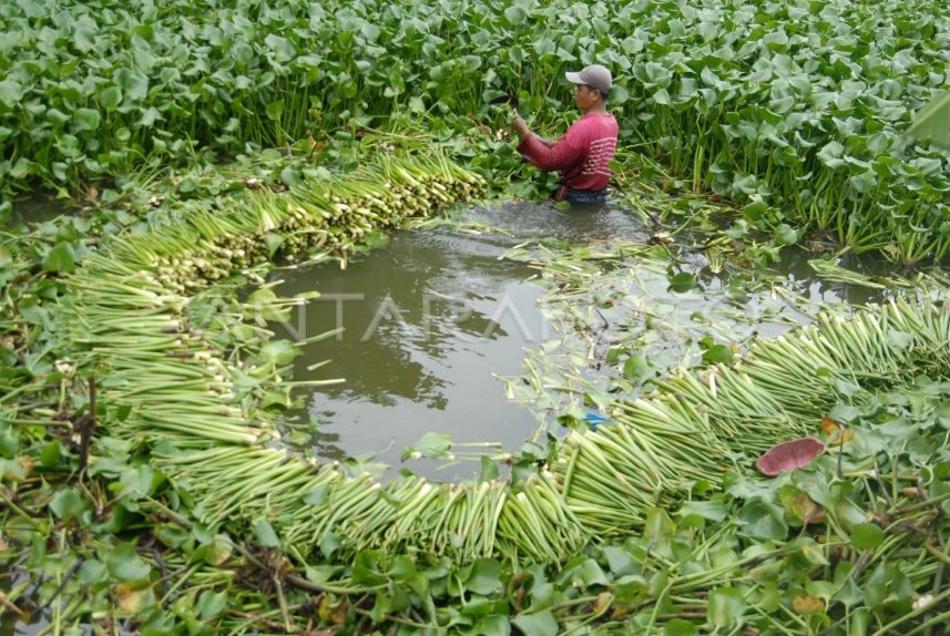 PEMANFAATAN ECENG GONDOK | ANTARA Foto