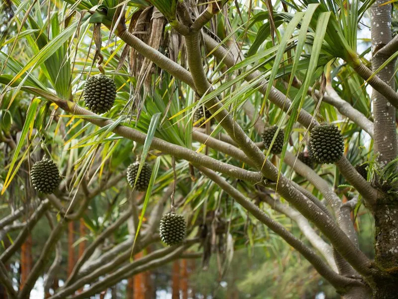 A tree with fruit on it

Description automatically generated