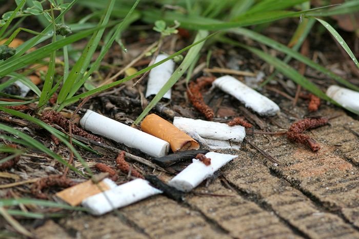 A close-up of cigarettes on the ground

Description automatically generated