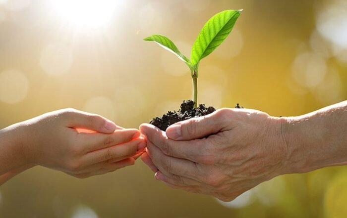 A person's hands holding a small plant

Description automatically generated