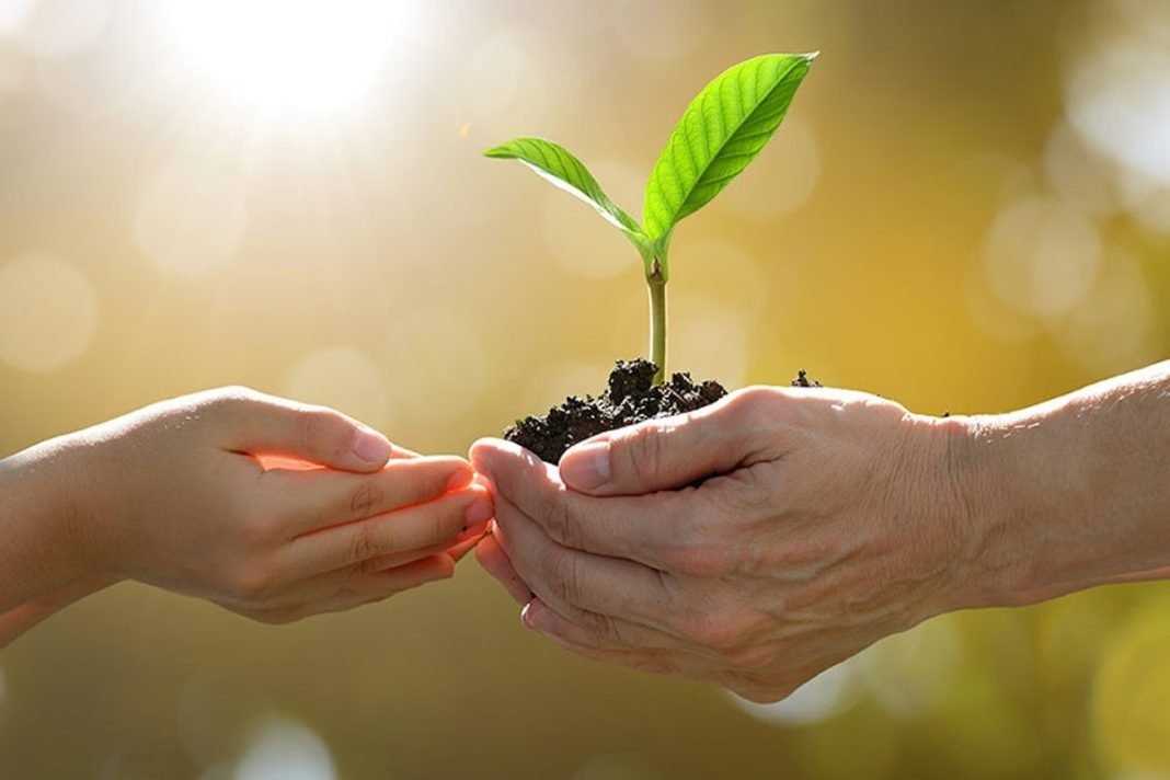 A person's hands holding a small plant

Description automatically generated