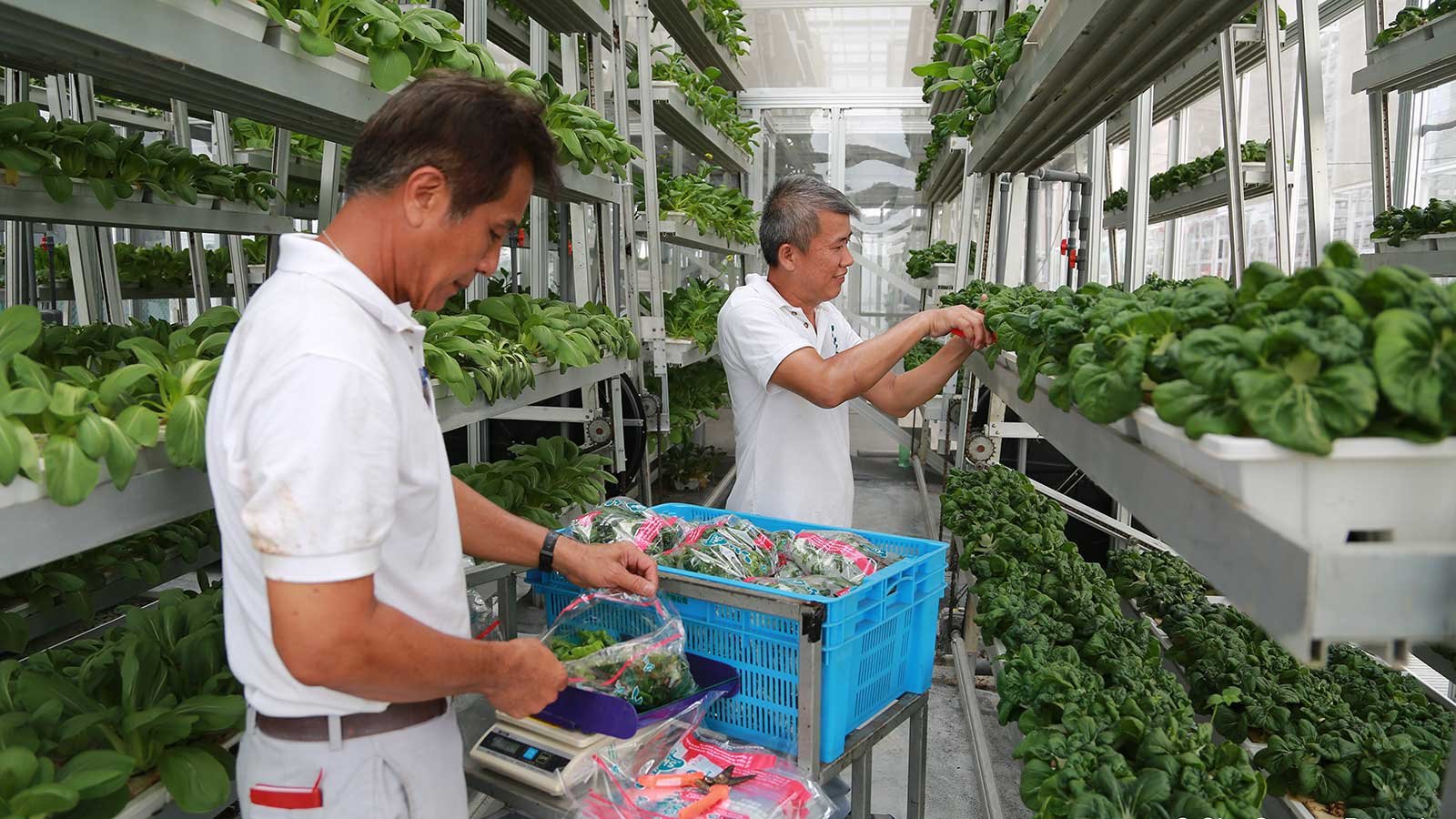 A couple of men in a greenhouse

Description automatically generated