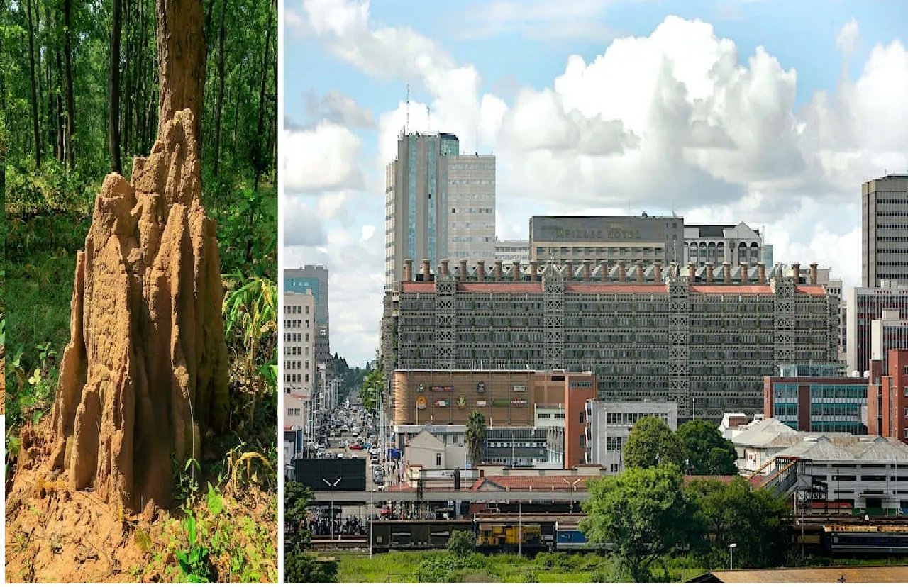 A tree in front of a city

AI-generated content may be incorrect.
